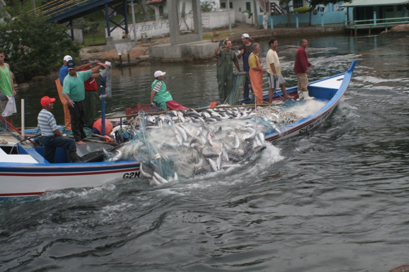 Pesca Artesanal é Reconhecida Como Atividade De Interesse Social Em Floripa Notícias De 7642